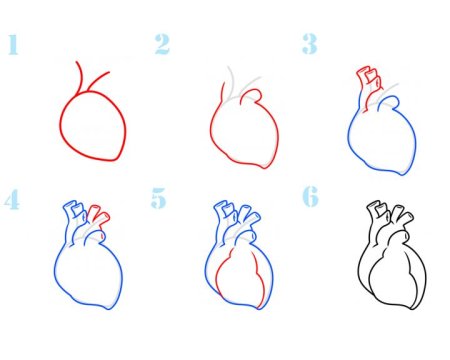 Рисунки для срисовки лёгкие сердце