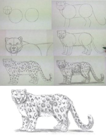 Леопард пошаговое рисование для детей