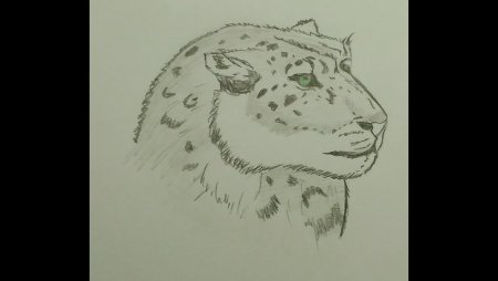 Как нарисовать снежного Барса поэтапно