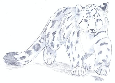 Поэтапное рисование снежного Барса