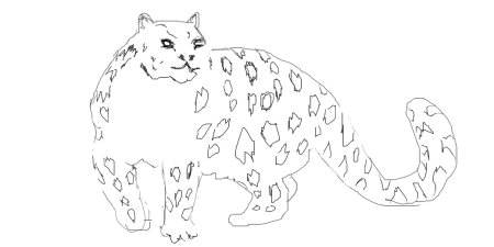 Ирбис анатомия