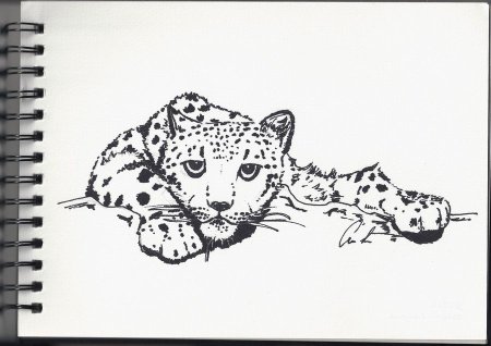 Как нарисовать снежного Барса поэтапно