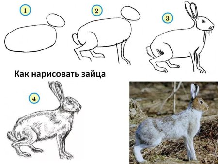 Заяц последовательное рисование