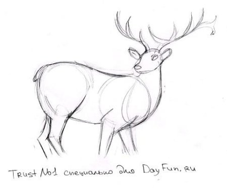 Рисунок оленя по частям