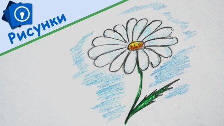 Поэтапное рисование подсолнухов