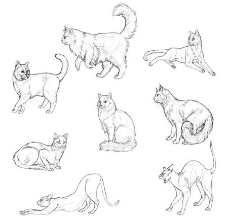 Референс кошек вид сбоку