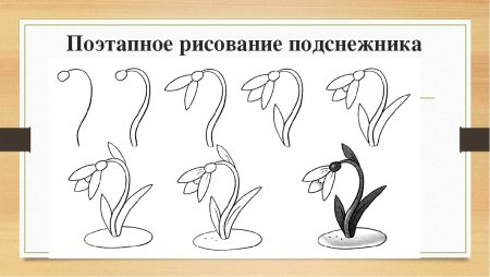 Нарисовать Подснежник пошагово для детей