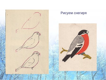 Как рисовать снегиря