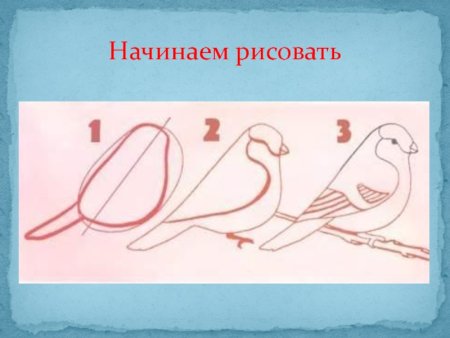 Технологическая карта по рисованию "Снегири на заснеженой ветке