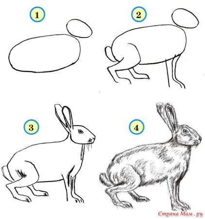 Поэтапное рисование белки