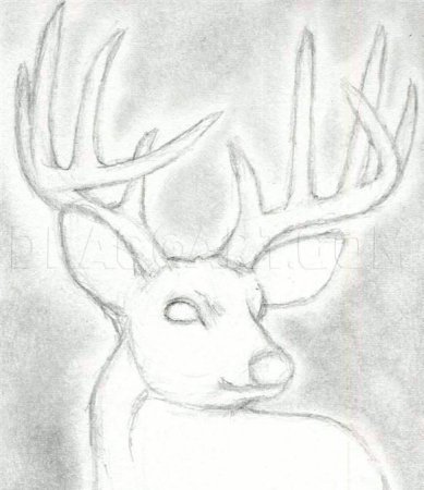 Поэтапное рисование оленя для детей