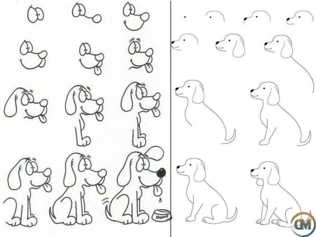 Рисунок собаки для детей по этапно