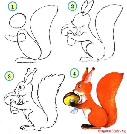 Белка этапы рисования