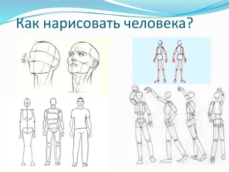 Пропорции тела человека для рисования для начинающих