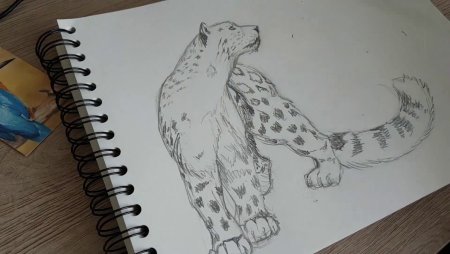 Скетч для рисования снежного Барса