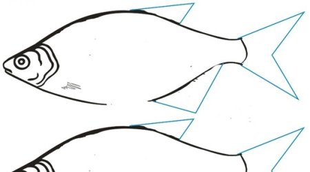 Как нарисовать рыбу