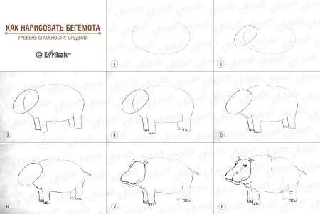 Поэтапное рисование бегемота