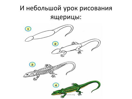 Ящерица рисунок