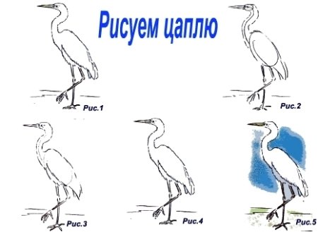 Цапля поэтапное рисование