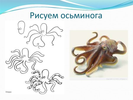 Осьминог поэтапное рисование