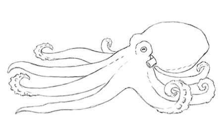 Анатомия осьминога для рисования