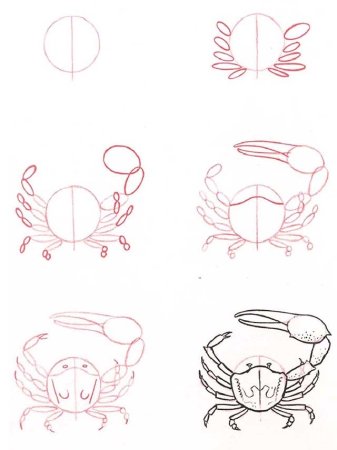 Рисунок краба легкий