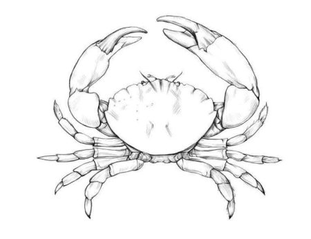 Краб рисование пошаговое
