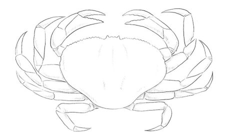 Краб рисунок карандашом легкий