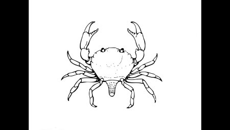 Краб карандашом