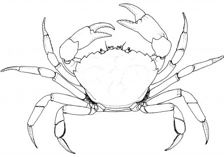 Краб раскраска для детей