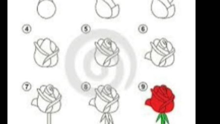 Рисуем розу шаг за шагом