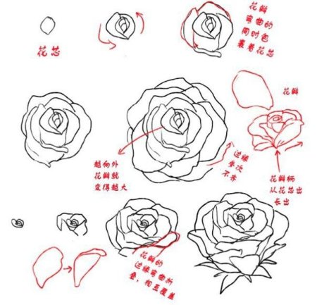 Как нарисовать дрофу поэтапно