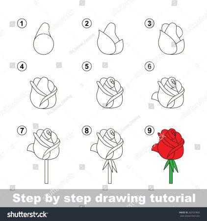 Как научиться рисовать розу поэтапно