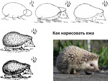 Ежик поэтапное рисование для детей