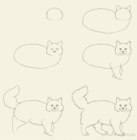Поэтапное рисование кота