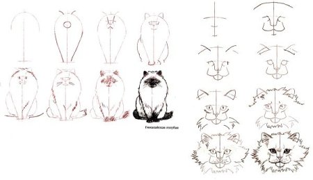 Поэтапный рисунок котенка для детей