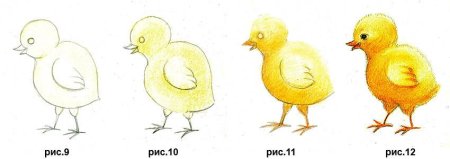 Поэтапное рисование цыпленка