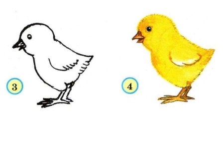 Пошаговое рисование цыпленка