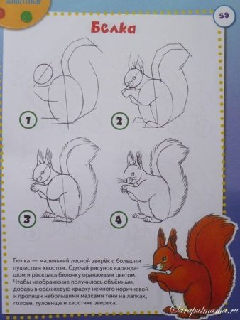 Этапы рисования белочки