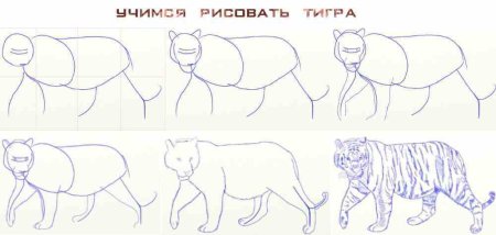 Рисунок Амурского тигра пошагово
