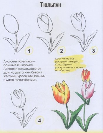 Поэтапное рисование цветы