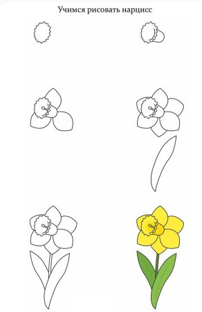 Рисование цветов для начинающих
