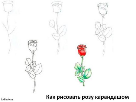 Роза срисовать