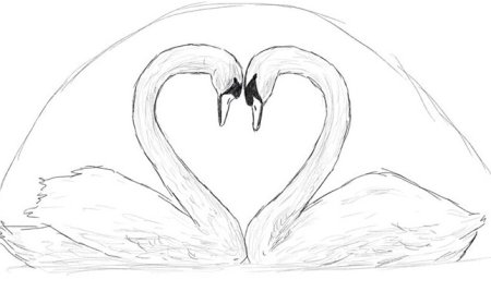 2 Лебедя рисунок карандашом