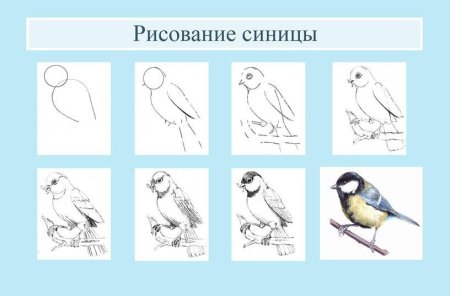 Поэтапноное рисование снегиря