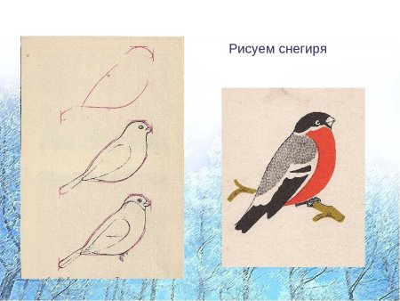 Снегирь пошаговое рисование