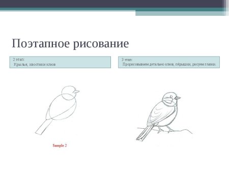 Этапы рисования снегиря в средней группе