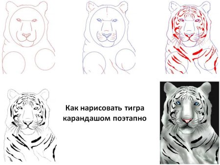 Рисунок тигра карандашом для детей