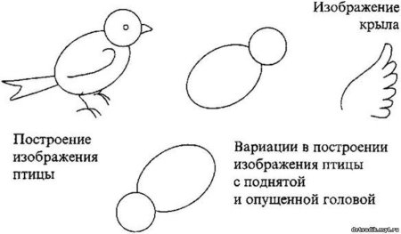 Поэтапное рисование синицы для детей