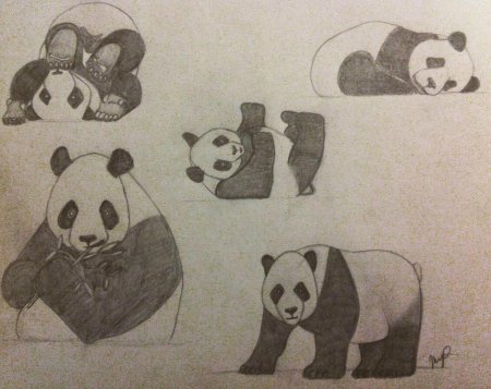 Панда рисунок легкий